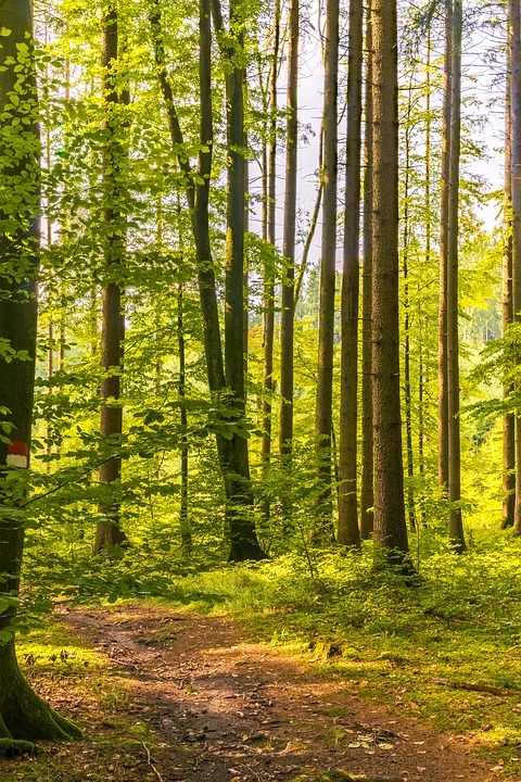 Ein schöner Waldweg für einen Spaziergang